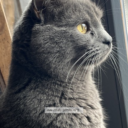 Photo of a cat found in Marvejols