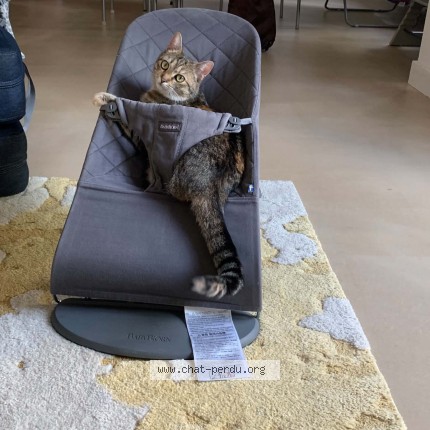 Foto 1/1 Naza Kat vermist in Liege