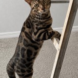 Milo