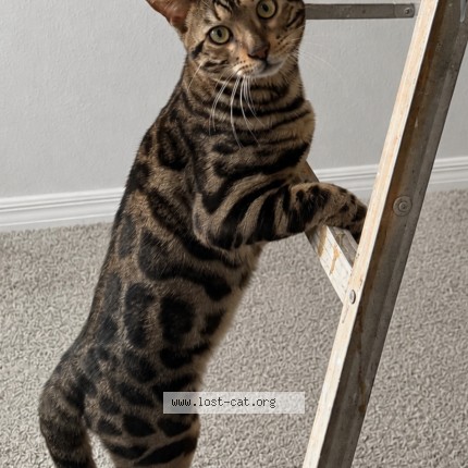 Photo 1/1 Milo Cat lost in Kissimmee