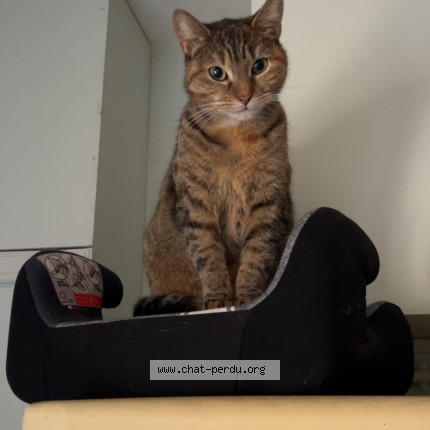 Photo of a cat found in Montoire