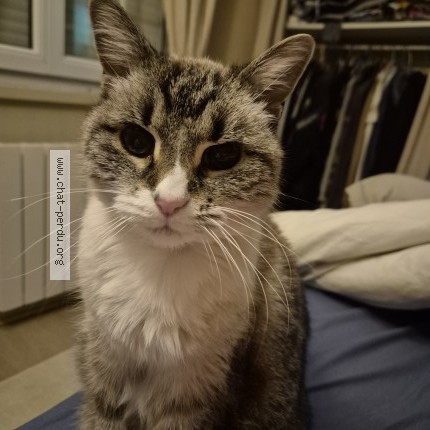 Photo of a cat found in Cabariot