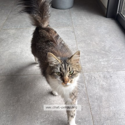 Foto van een teruggevonden kat in Capbreton