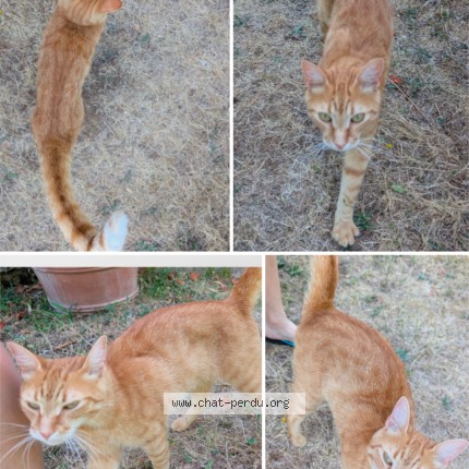Photo of a cat found in Montcabrier