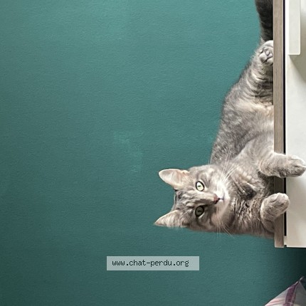 Photo of a cat found in Roanne