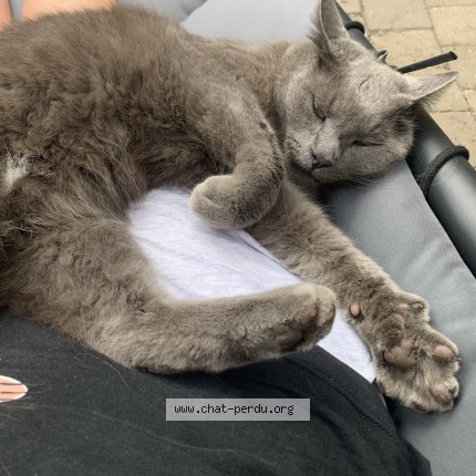 Foto 1/2 speedy Kat vermist in Namur