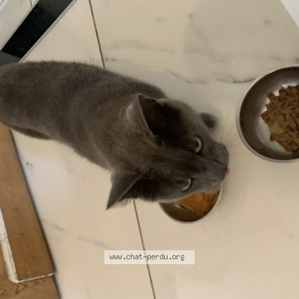 Foto 2/2 speedy Kat vermist in Namur