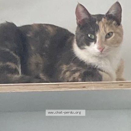 Foto 1/1 delia Kat vermist in Bruxelles