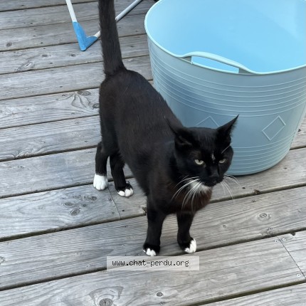 Photo of a cat found in Lorient