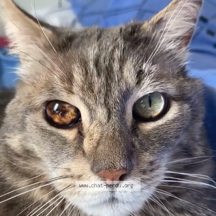 Photo of a cat found in Ermont