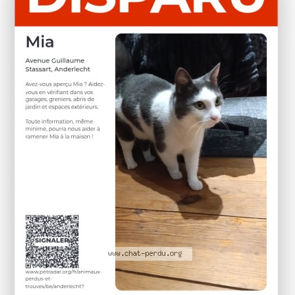Foto 1/1 Kat teruggevonden Vermist in Anderlecht