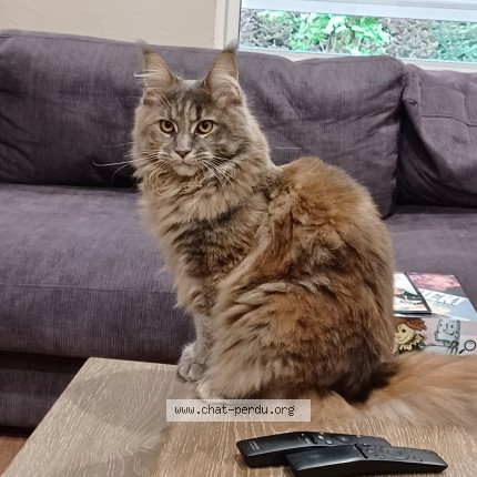 Photo of a cat found in Boe