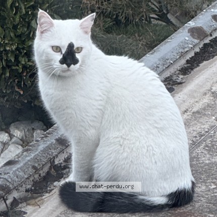 Foto 1/1 Eustache Gatto smarrito a Villars Sur Glane