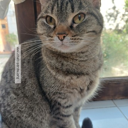 Photo of a cat found in Clermont Ferrand