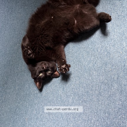Foto 1/1 Pomme Kat vermist in Liege