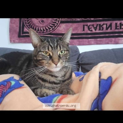 Photo 1/1 eevee Cat lost in Montreal