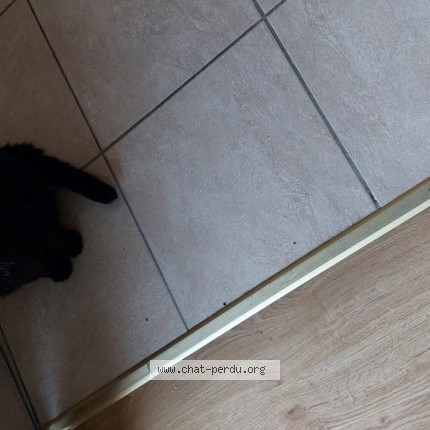 Foto 1/1 Kat teruggevonden Vermist in Bruxelles