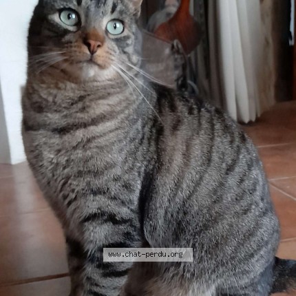 Photo of a cat found in Ribeyret