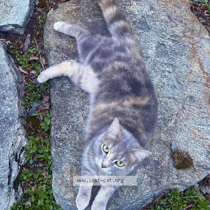 Photo 1/1 Coyote Cat lost in Potton
