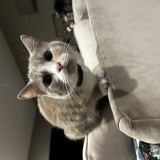 buffy