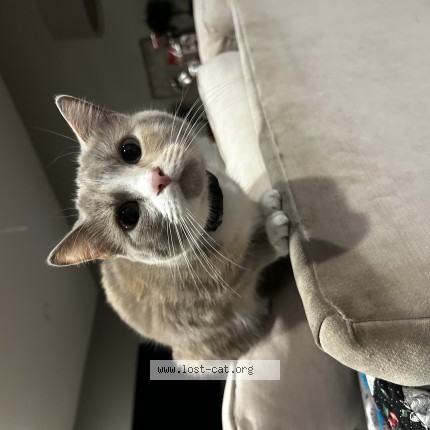 Photo 1/1 buffy Cat lost in Gurnee
