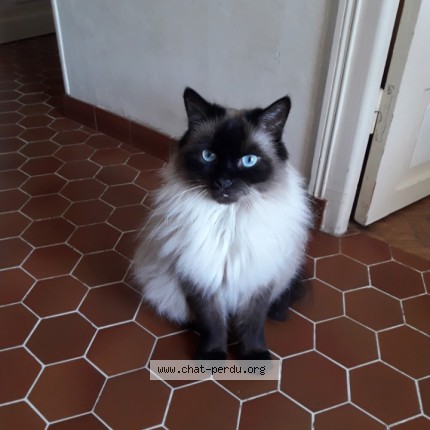 Photo of a cat found in St Forget