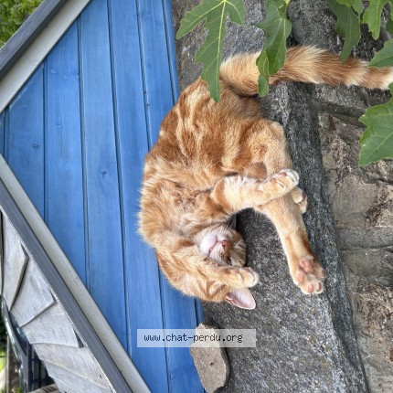 Foto 1/1 Jamie Katze verloren in Vuibroye