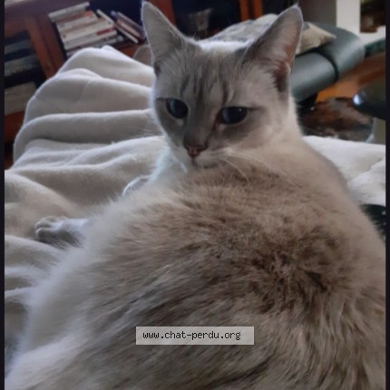 Photo of a cat found in Bourges