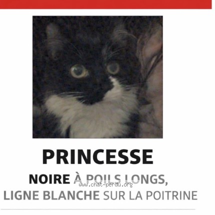 Foto 1/1 Princesse Kat vermist in Bruxelles