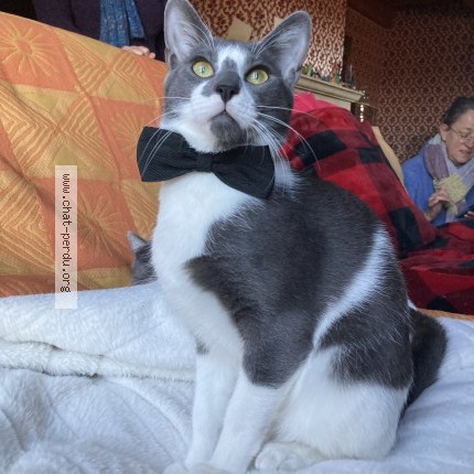 Photo of a cat found in Espaly Saint Marcel