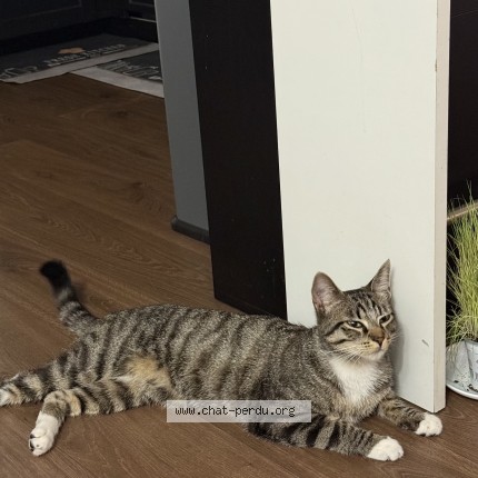 Photo of a cat found in Carrieres Sous Poissy