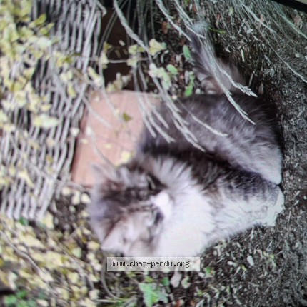 Foto 1/1 Kat teruggevonden Vermist in Braives