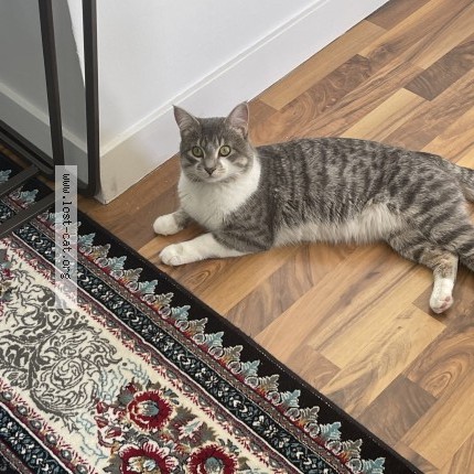 Photo 1/1 Reunited cat Lost in Calgary
