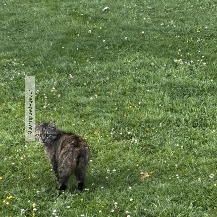 Foto 1/1 souki Kat vermist in Rebecq