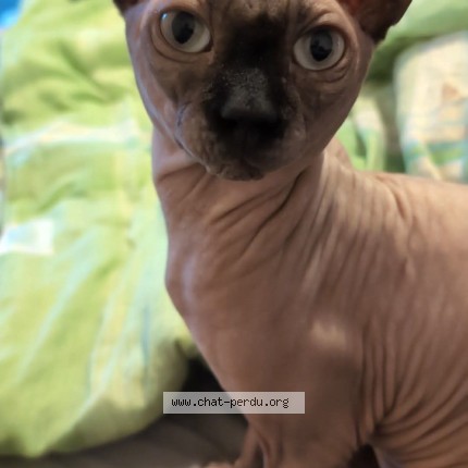 Photo 1/1 Fungy Cat lost in Sainte Therese