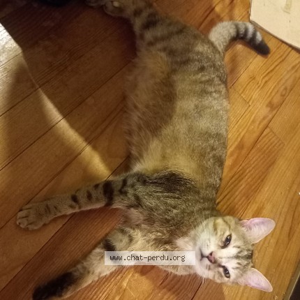 Photo of a cat found in Saint Nazaire