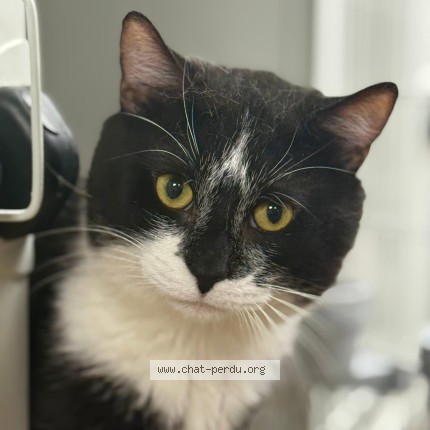 Photo 1/1 sunny Cat lost in Sainte Emelie De L Energie