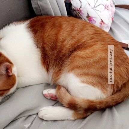 Photo of a cat found in Roubaix