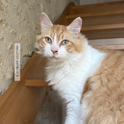 Photo of a cat found in Beaumont Du Gatinais