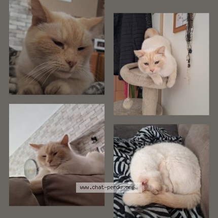 Foto 1/1 THOR Kat vermist in Courcelles