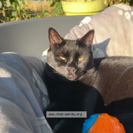 Photo of a cat found in St Doulchard