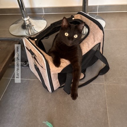Photo of a cat found in Hyeres