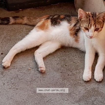 Photo of a cat found in Colmar