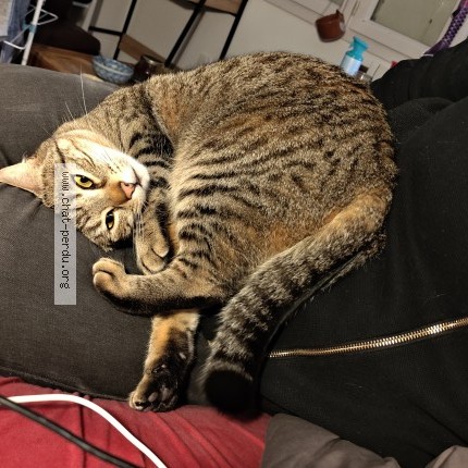 Photo of a cat found in Paris