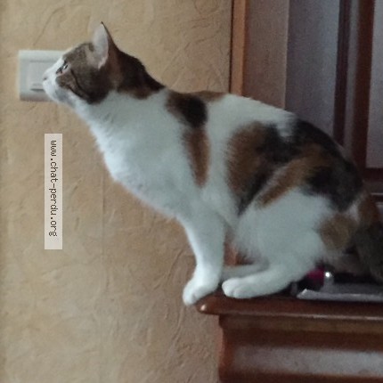 Photo of a cat found in Lieuran Les Beziers