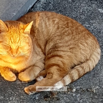 Foto 1/1 Charly Kat vermist in Soignies