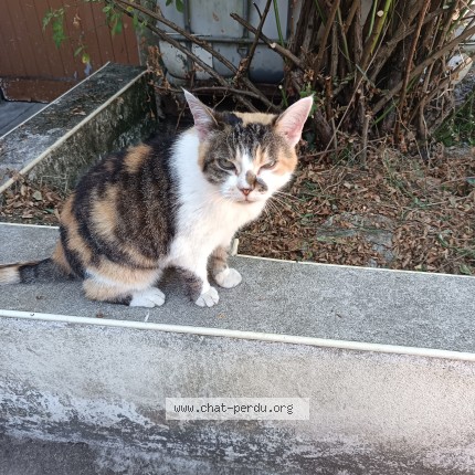 Photo of a cat found in Saint Brieuc