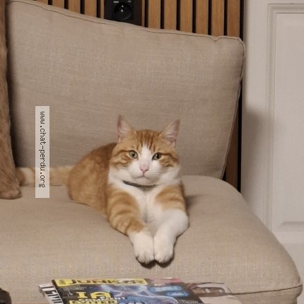 Photo of a cat found in Chambery