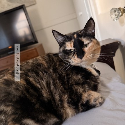 Photo 1/1 freckles Cat lost in Wa
