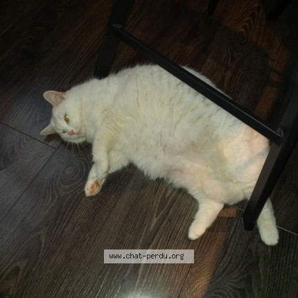 Photo of a cat found in Pranzac